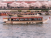 隅田川のお花見船の様子