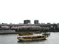 隅田川・向島方面の桜並木と屋形船