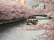 大横川の桜と屋形船