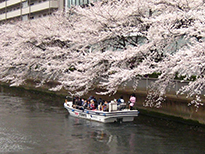 大横川の深川桜クルーズ