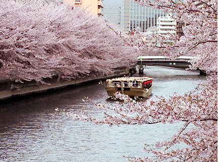 大横川の桜と屋形船