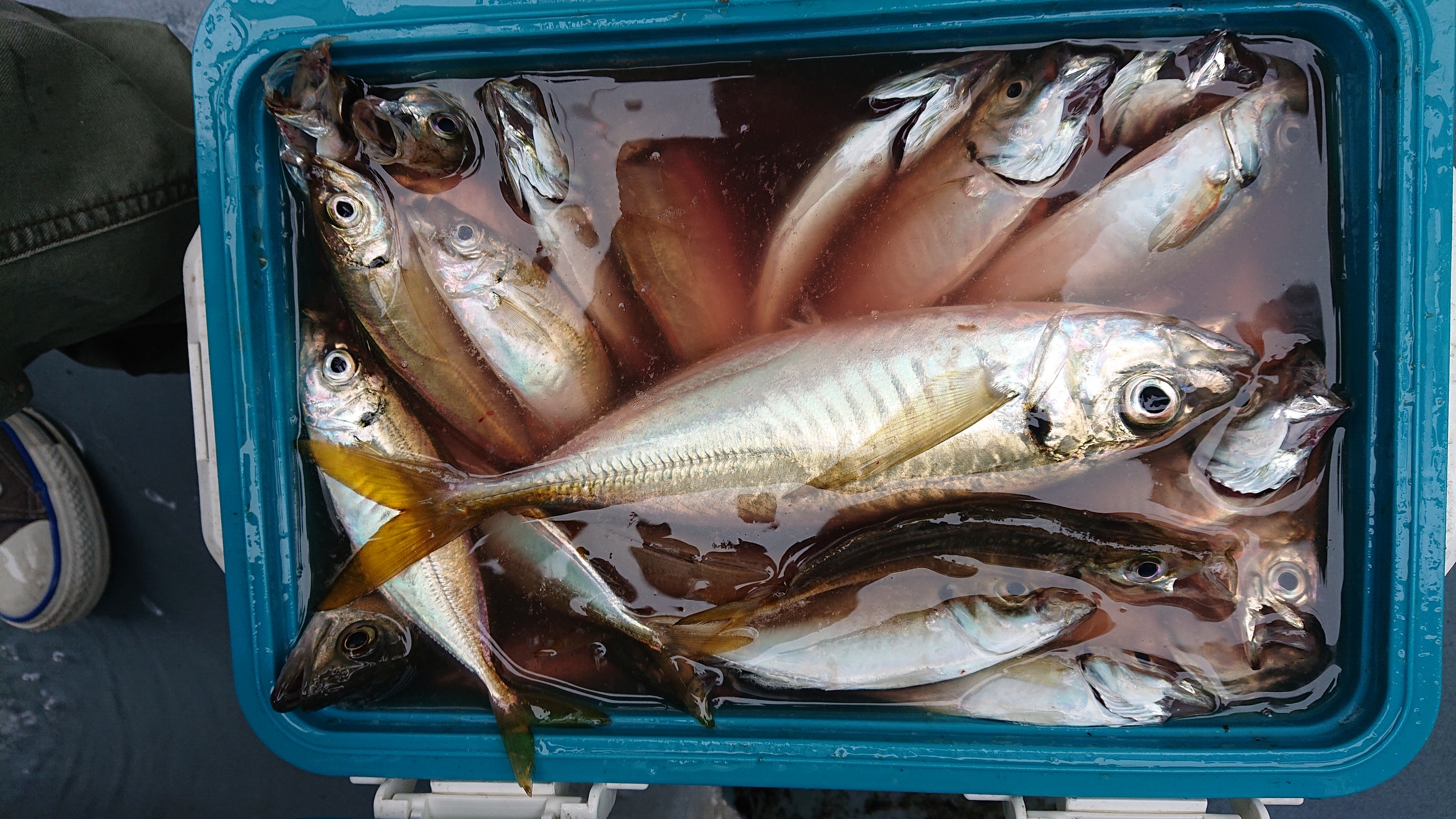 ジギング船でサバが多数